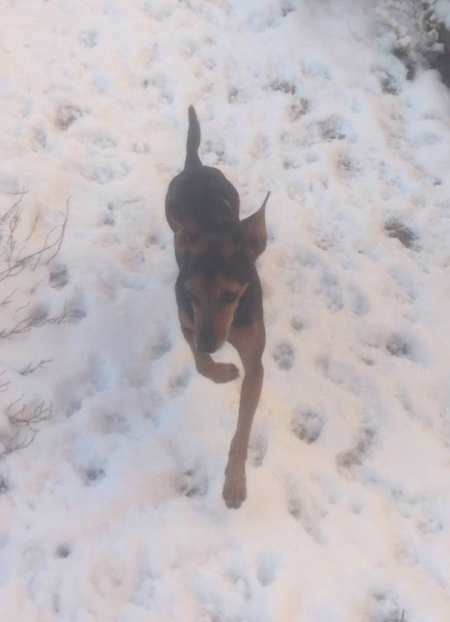 Пропала собака в Коломне — фото объявления