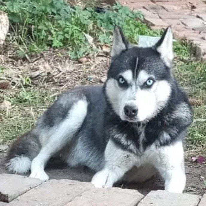 Найдена собака в Коломне — фото объявления