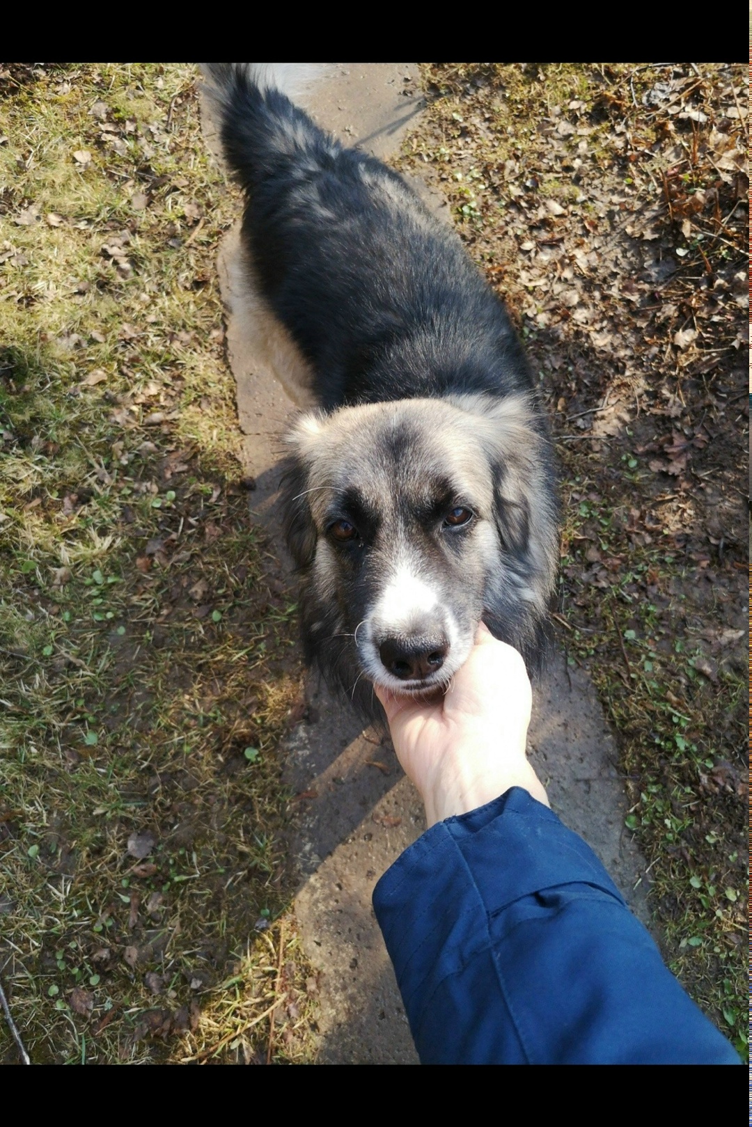 Пропала собака в Коломне — фото объявления