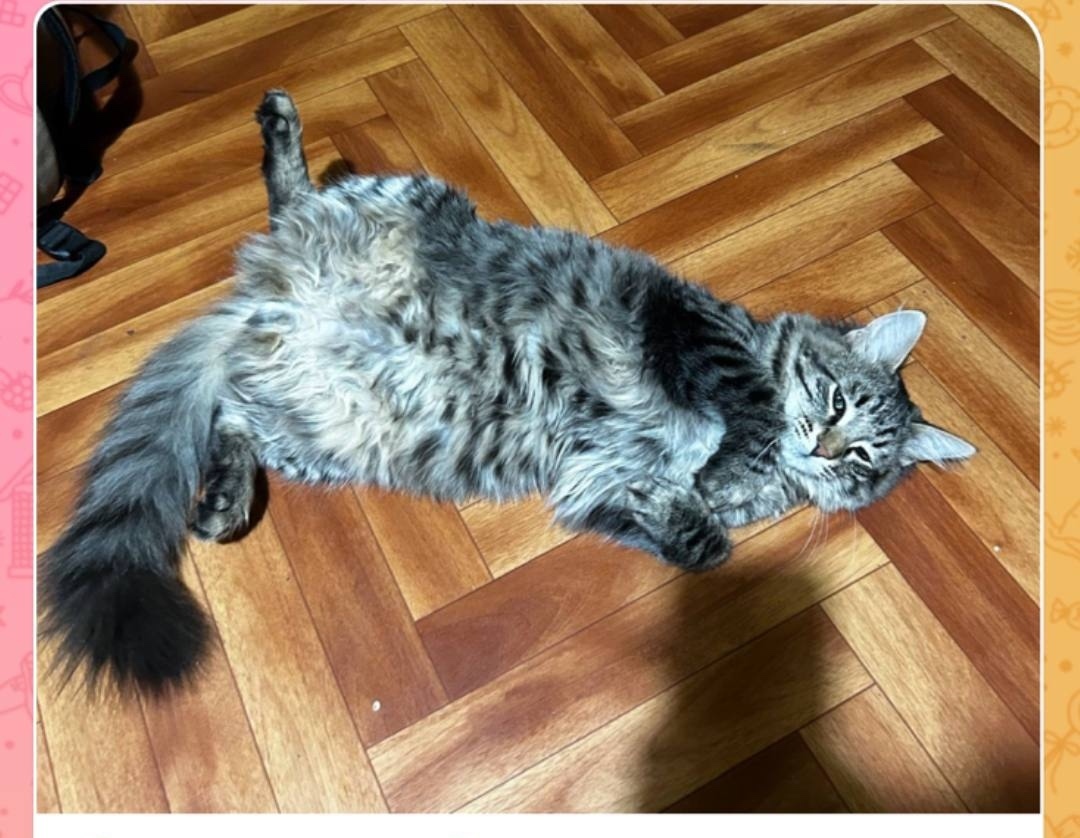 Пропала кошка в Коломне — фото объявления