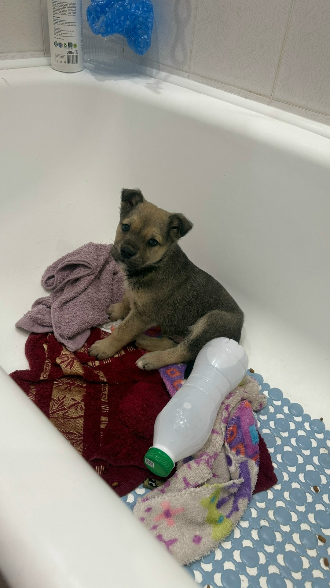 Найдена собака в Коломне — фото объявления