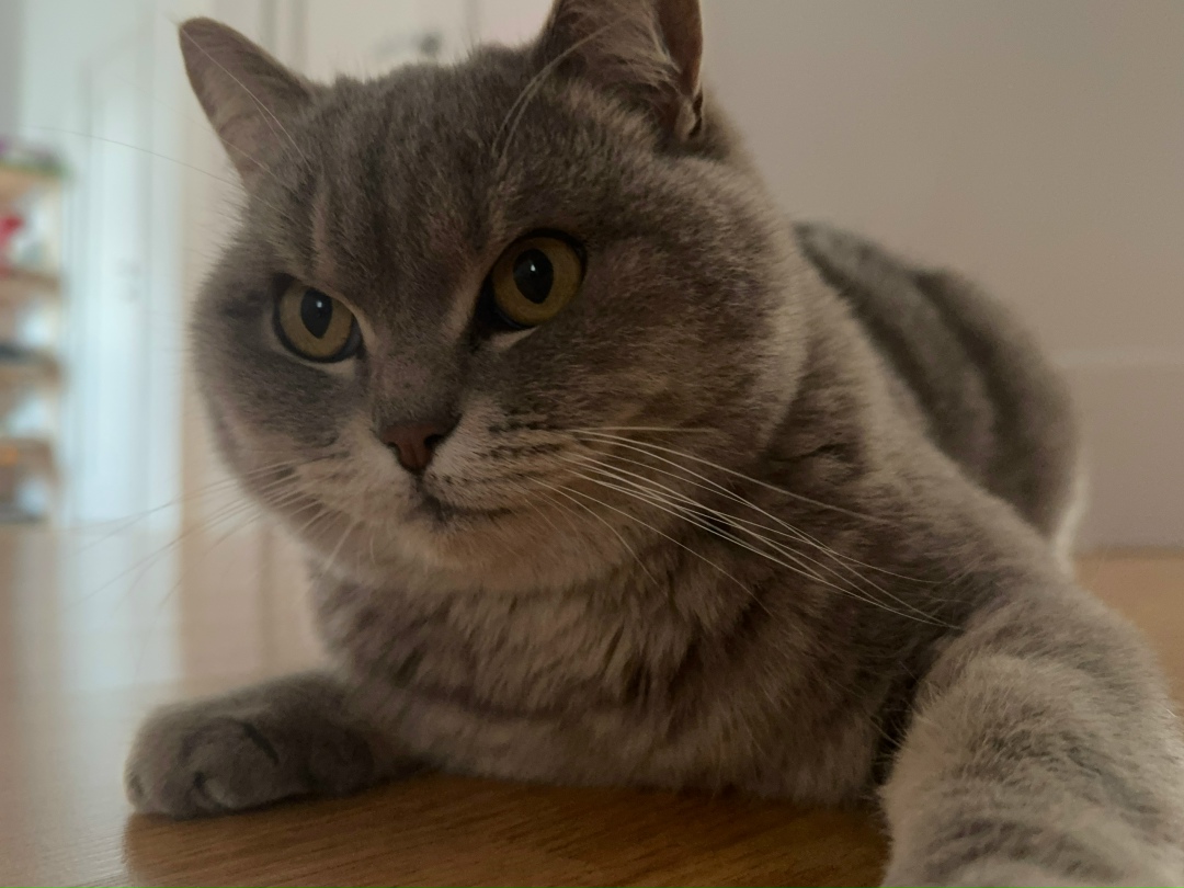 Пропала кошка в Домодедове — фото объявления