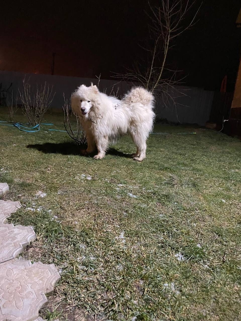 Найдена собака в Домодедове — фото объявления