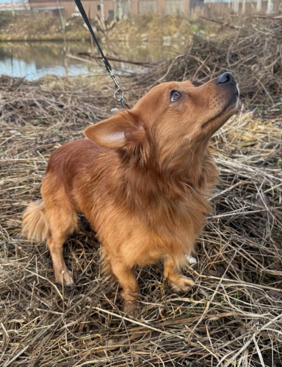 Найдена собака в Домодедове — фото объявления