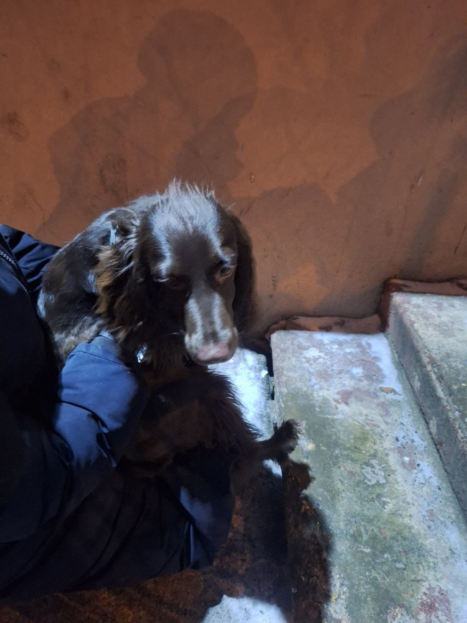 Найдена собака в Домодедове — фото объявления