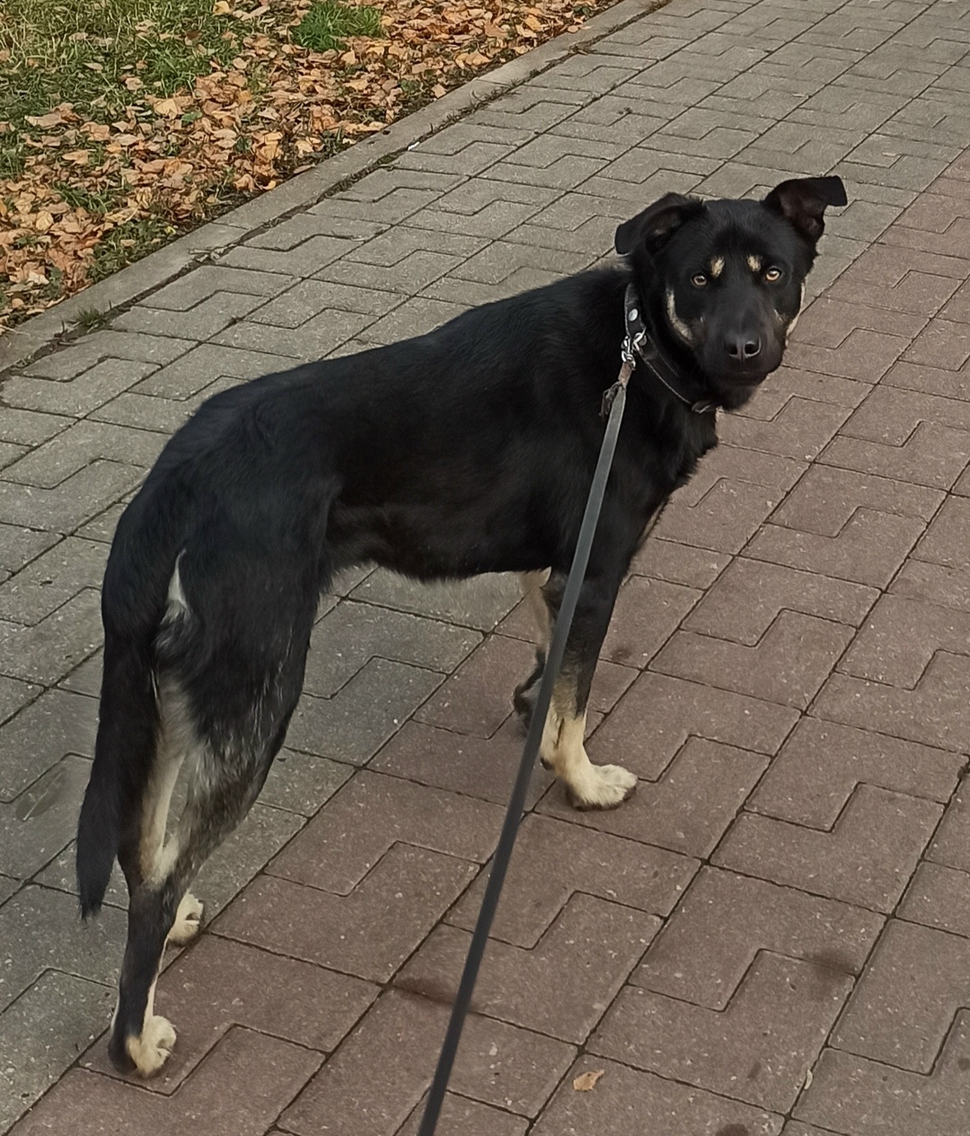 Пропала собака в Домодедове — фото объявления