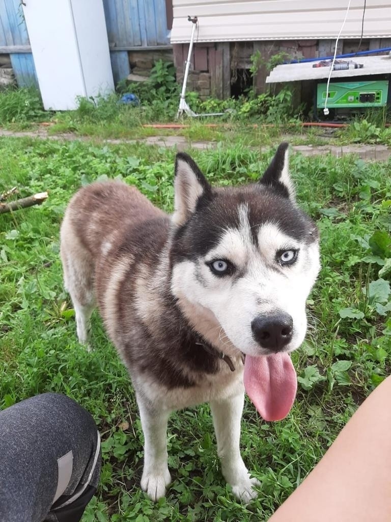 Пропала собака в Домодедове — фото объявления