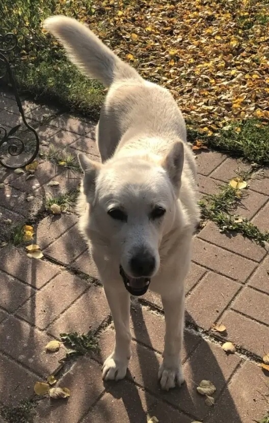 Пропала собака в Домодедове — фото объявления