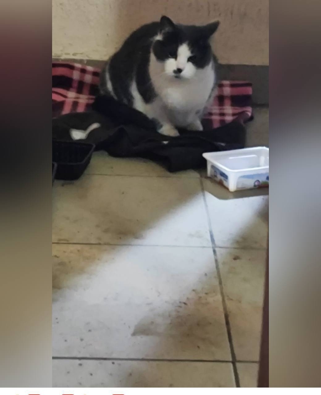 Пропала кошка в Домодедове — фото объявления