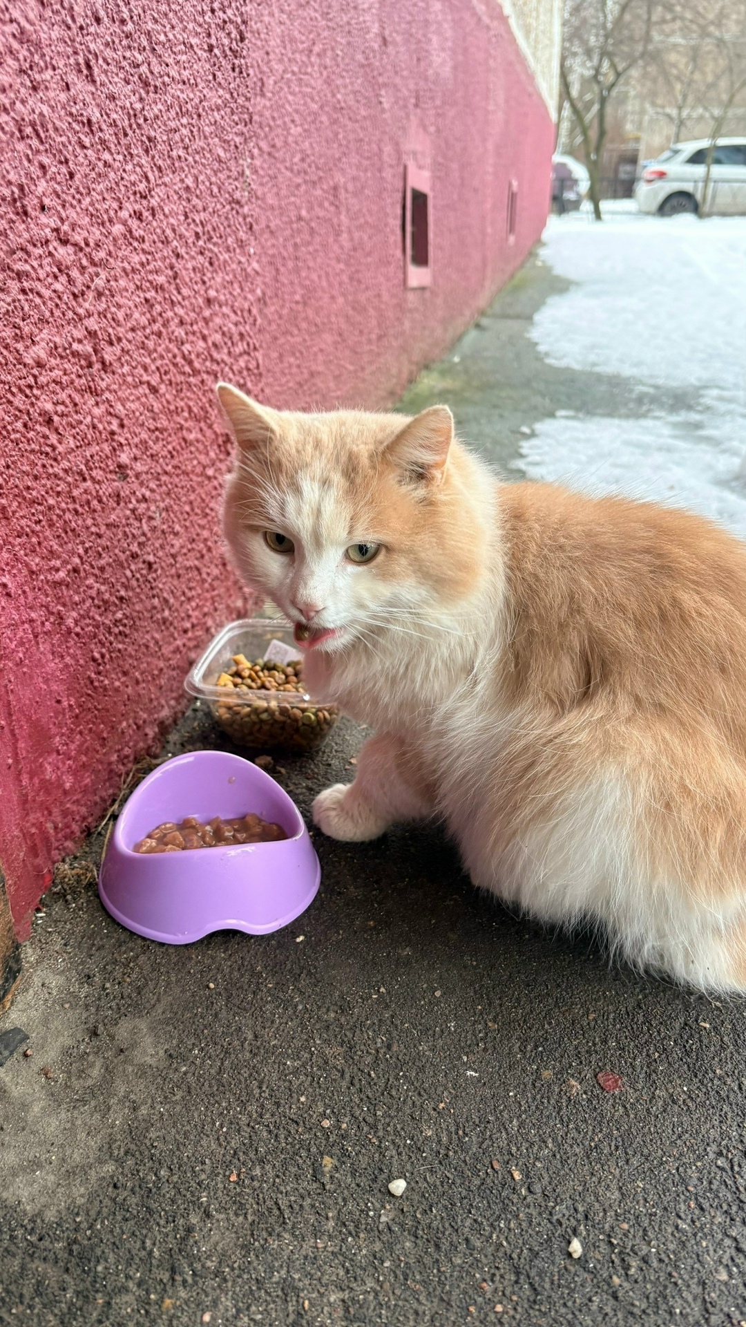 Найдена кошка в Домодедове — фото объявления