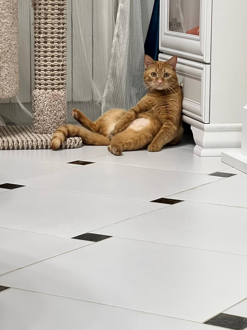 Пропала кошка в Домодедове — фото объявления