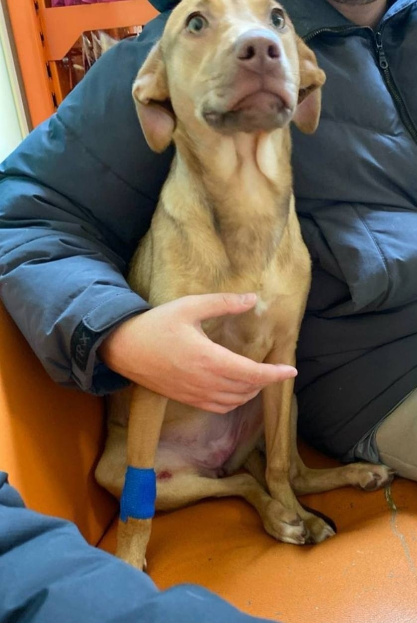 Пропала собака в Домодедове — фото объявления