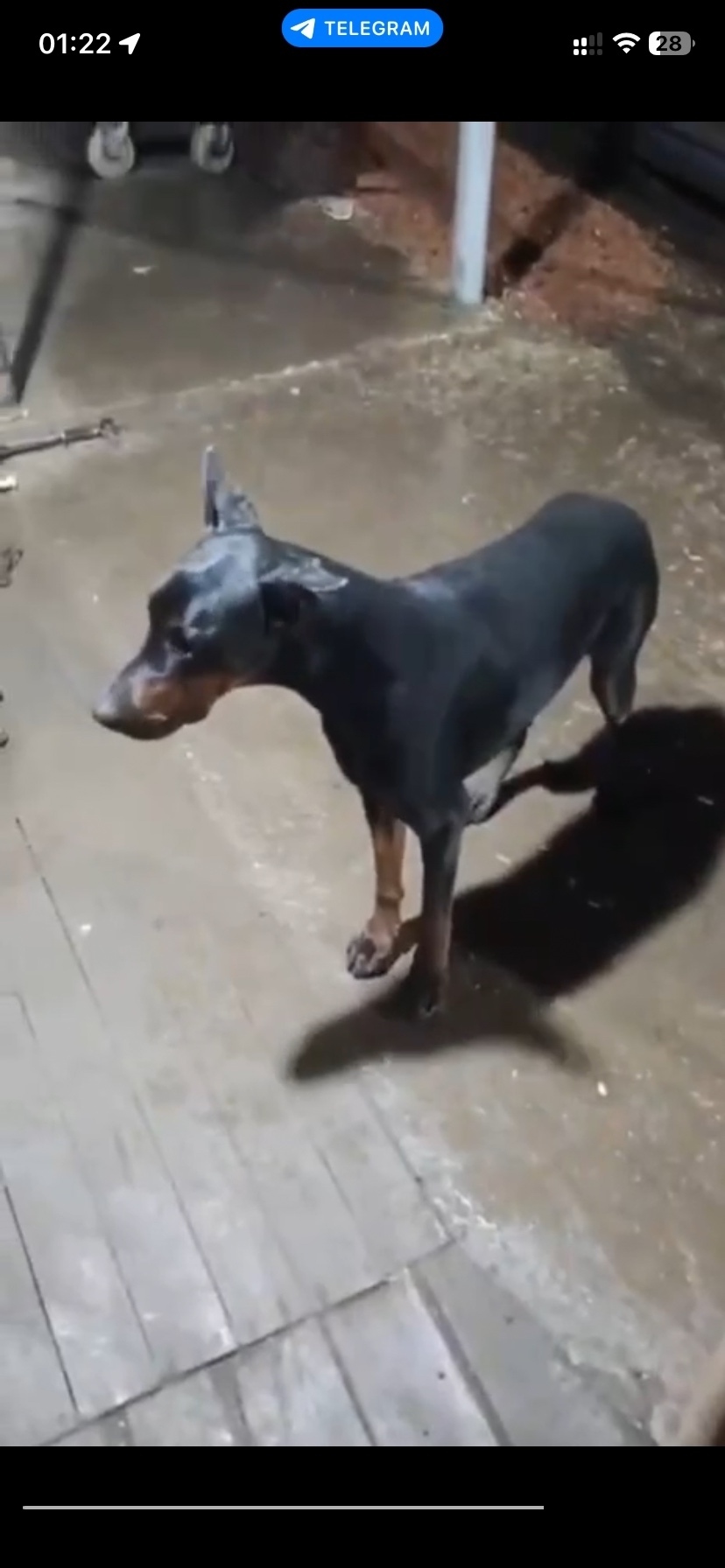 Найдена собака в Домодедове — фото объявления