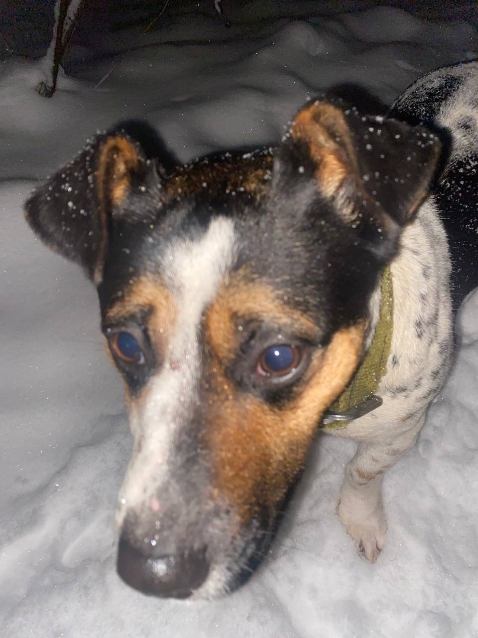 Найдена собака в Домодедове — фото объявления