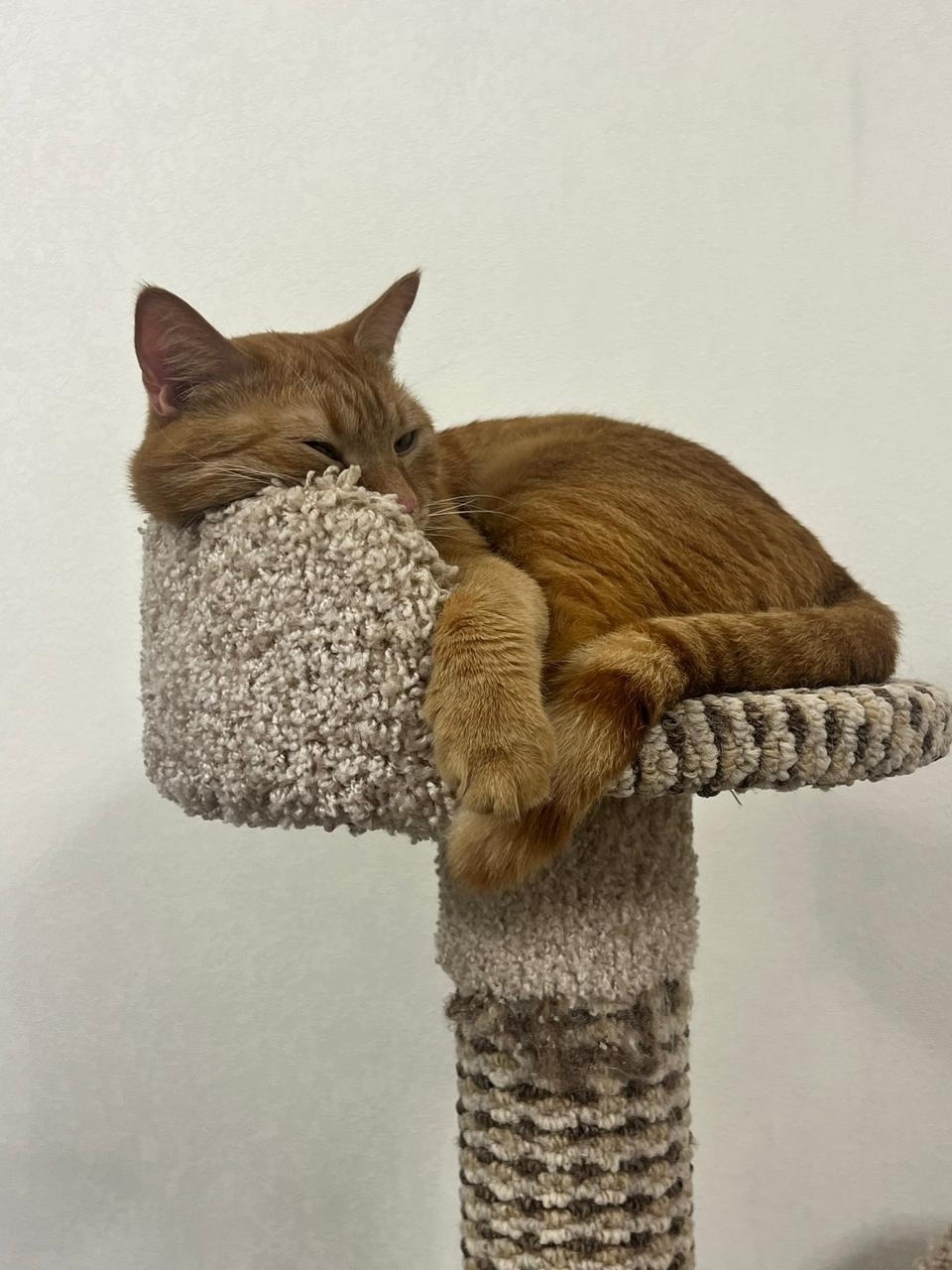 Пропала кошка в Домодедове — фото объявления