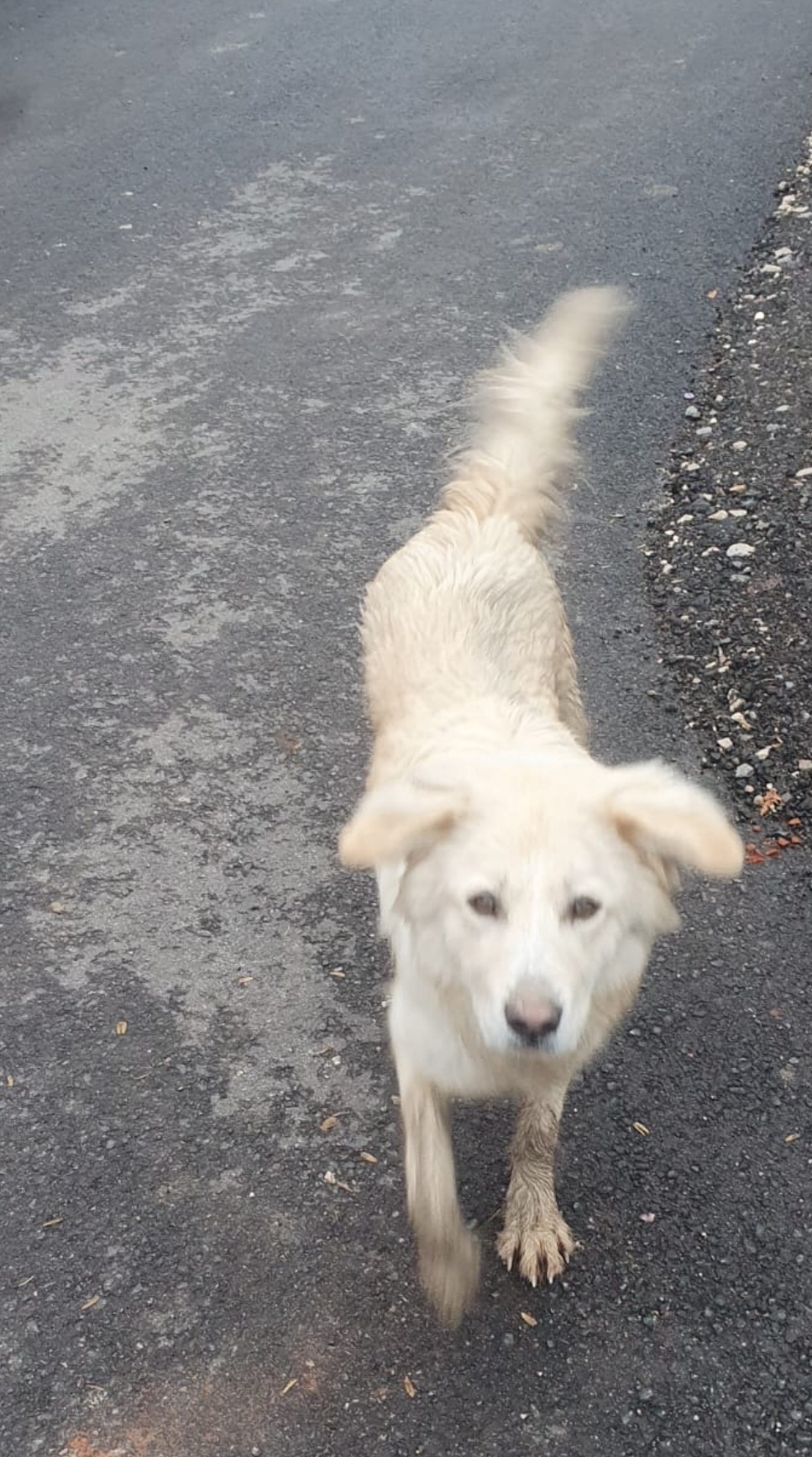 Найдена собака в Домодедове — фото объявления