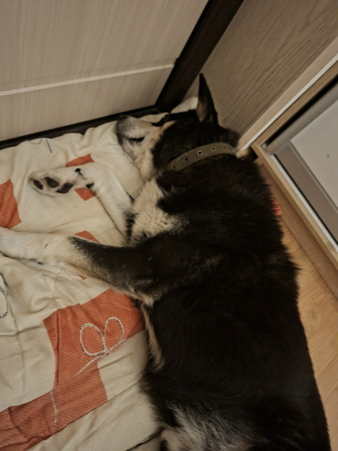 Найдена собака в Домодедове — фото объявления