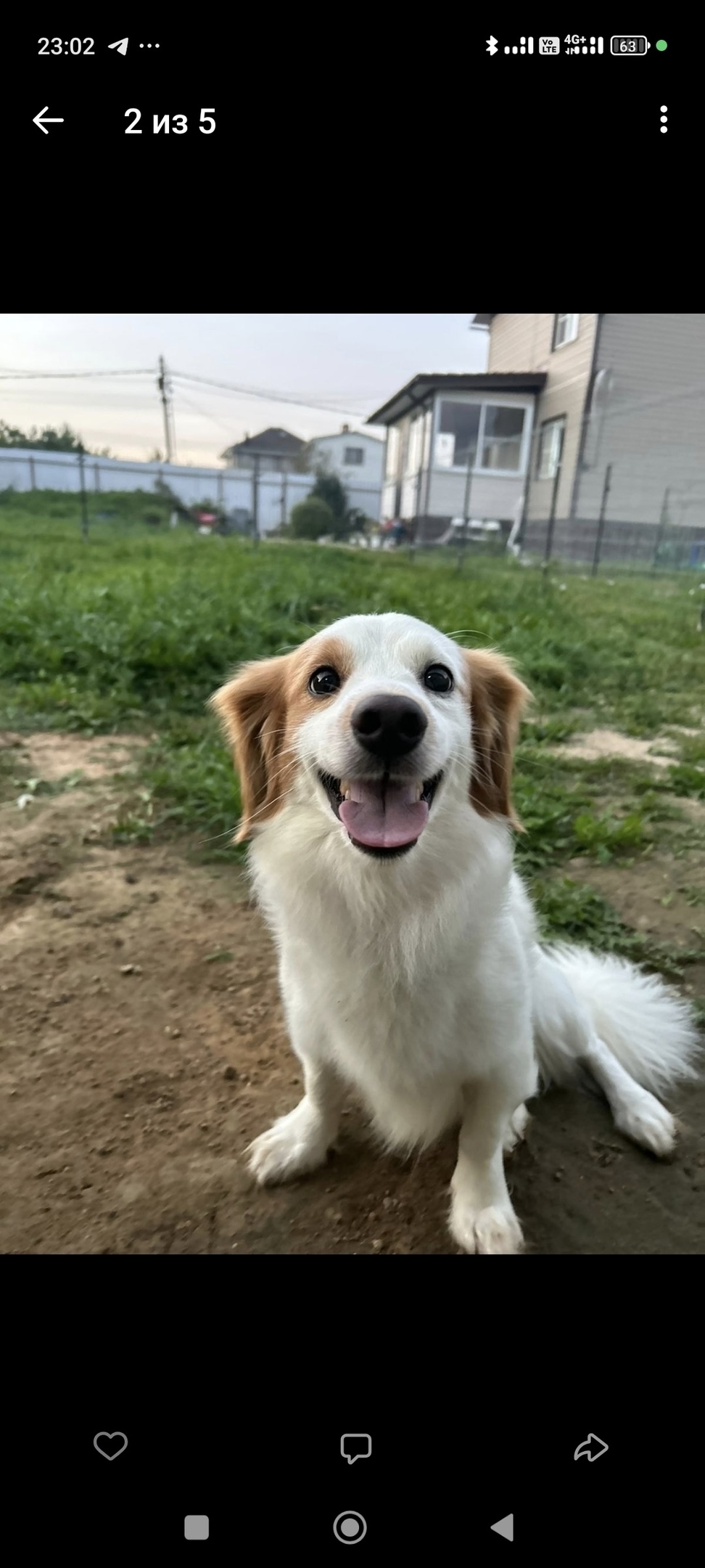 Пропала собака в Домодедове — фото объявления