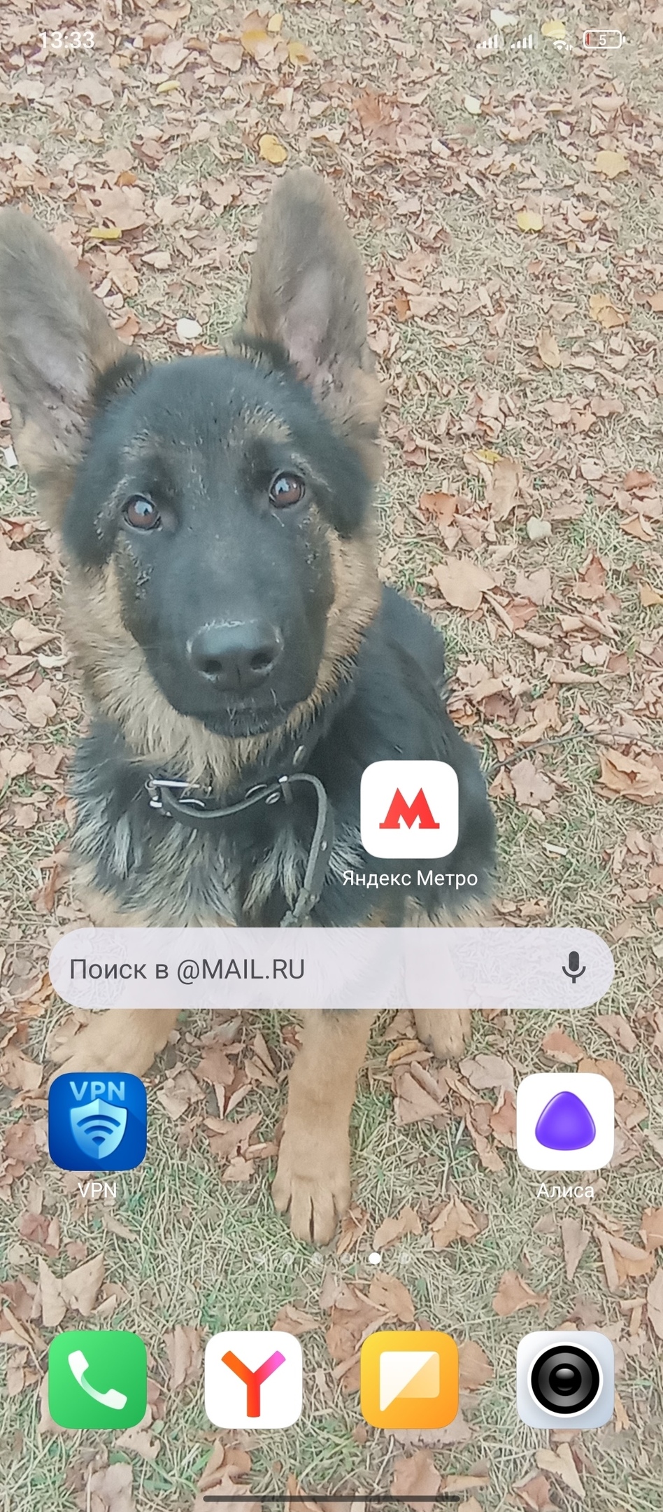 Пропала собака в Домодедове — фото объявления