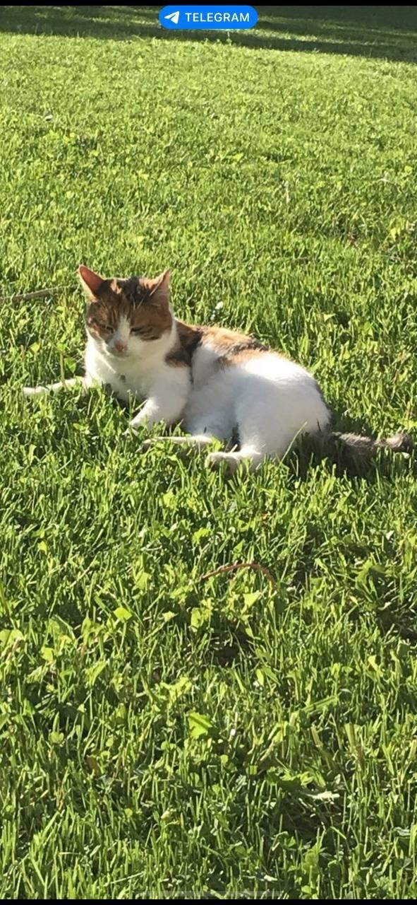 Пропала кошка в Домодедове — фото объявления