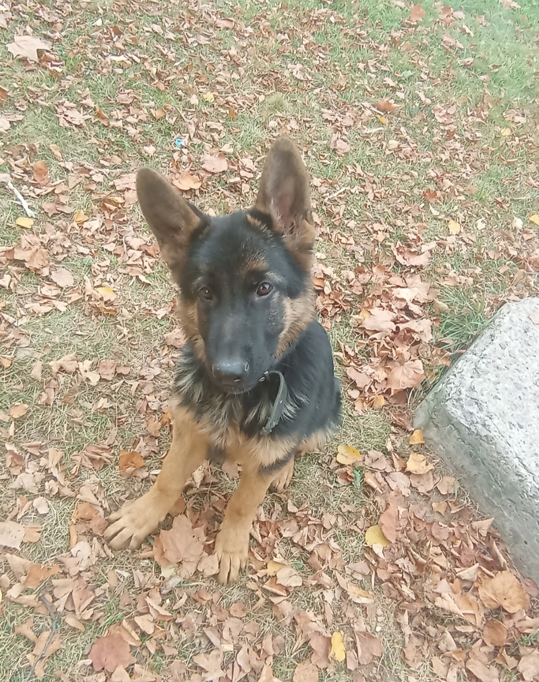 Пропала собака в Домодедове — фото объявления