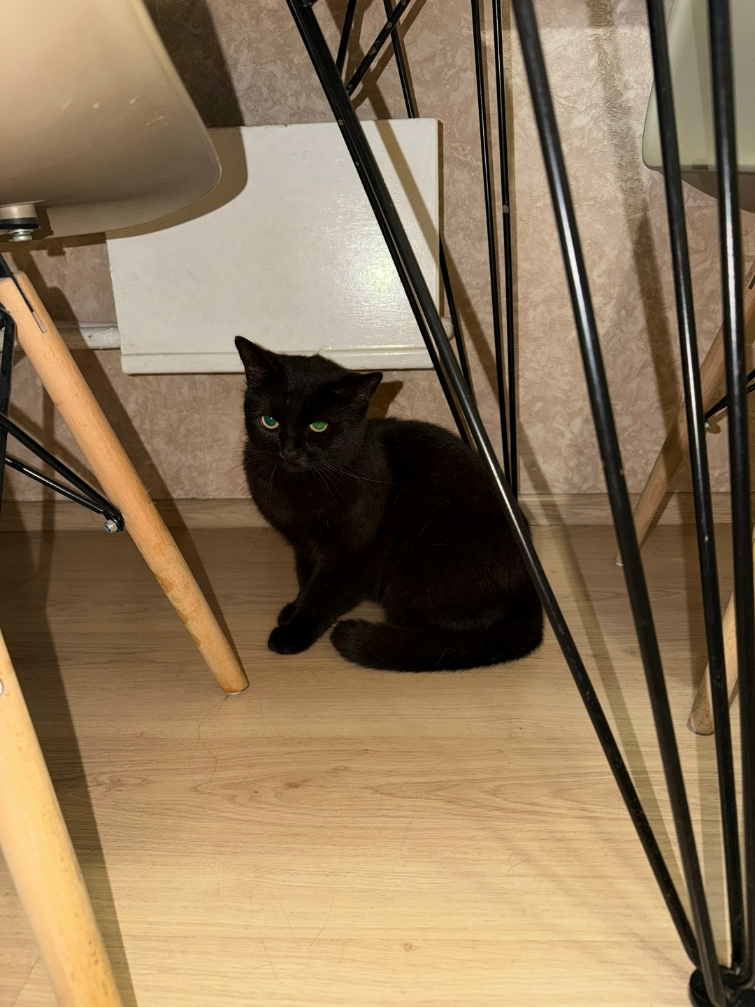 Найдена кошка в Домодедове — фото объявления