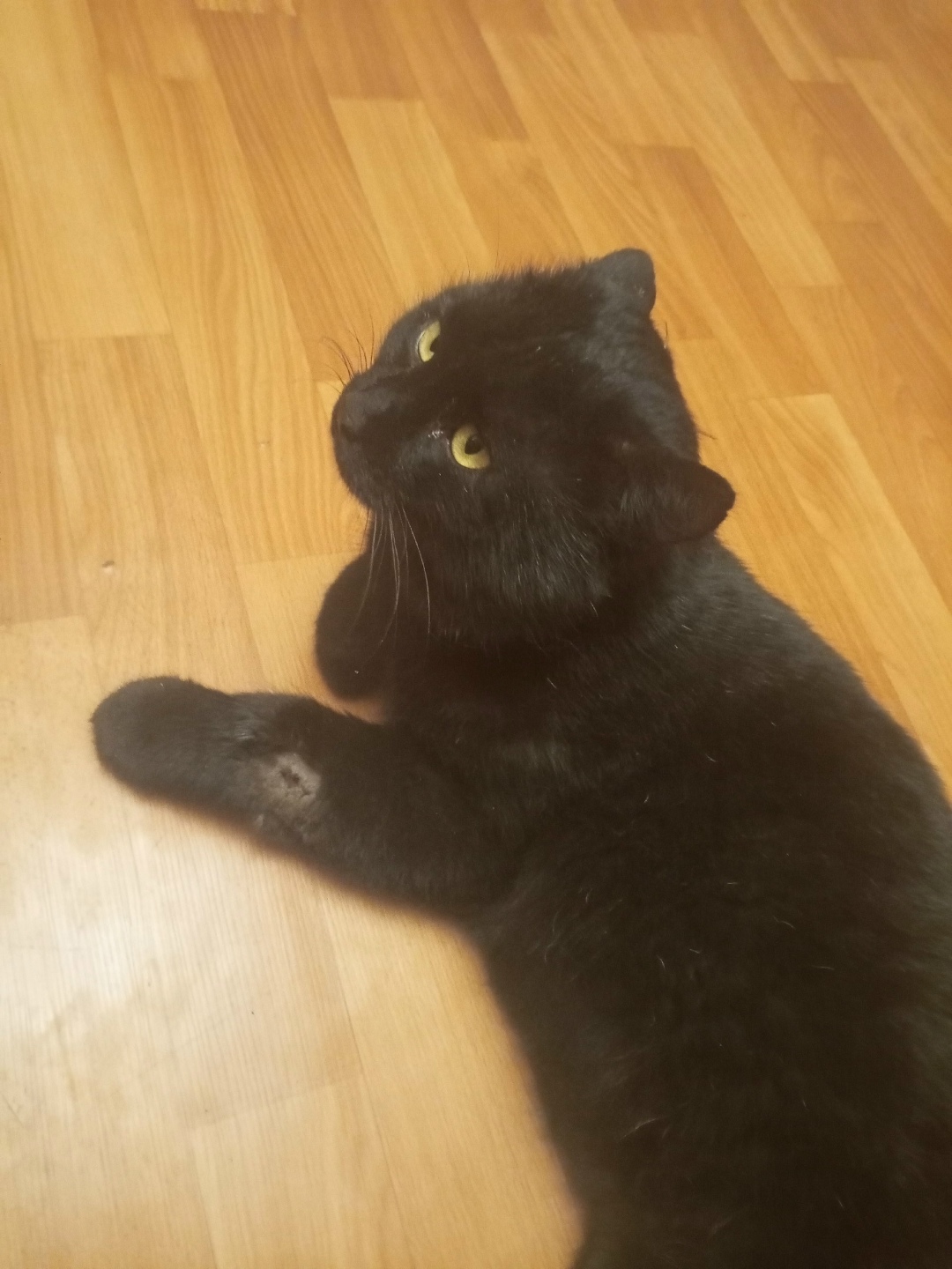 Найдена кошка в Домодедове — фото объявления