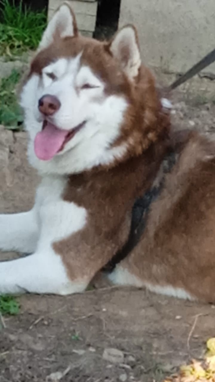 Пропала собака в Домодедове — фото объявления