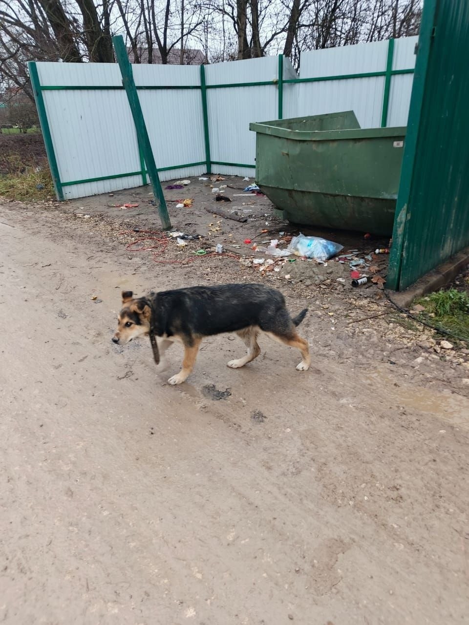Пропала собака в Домодедове — фото объявления