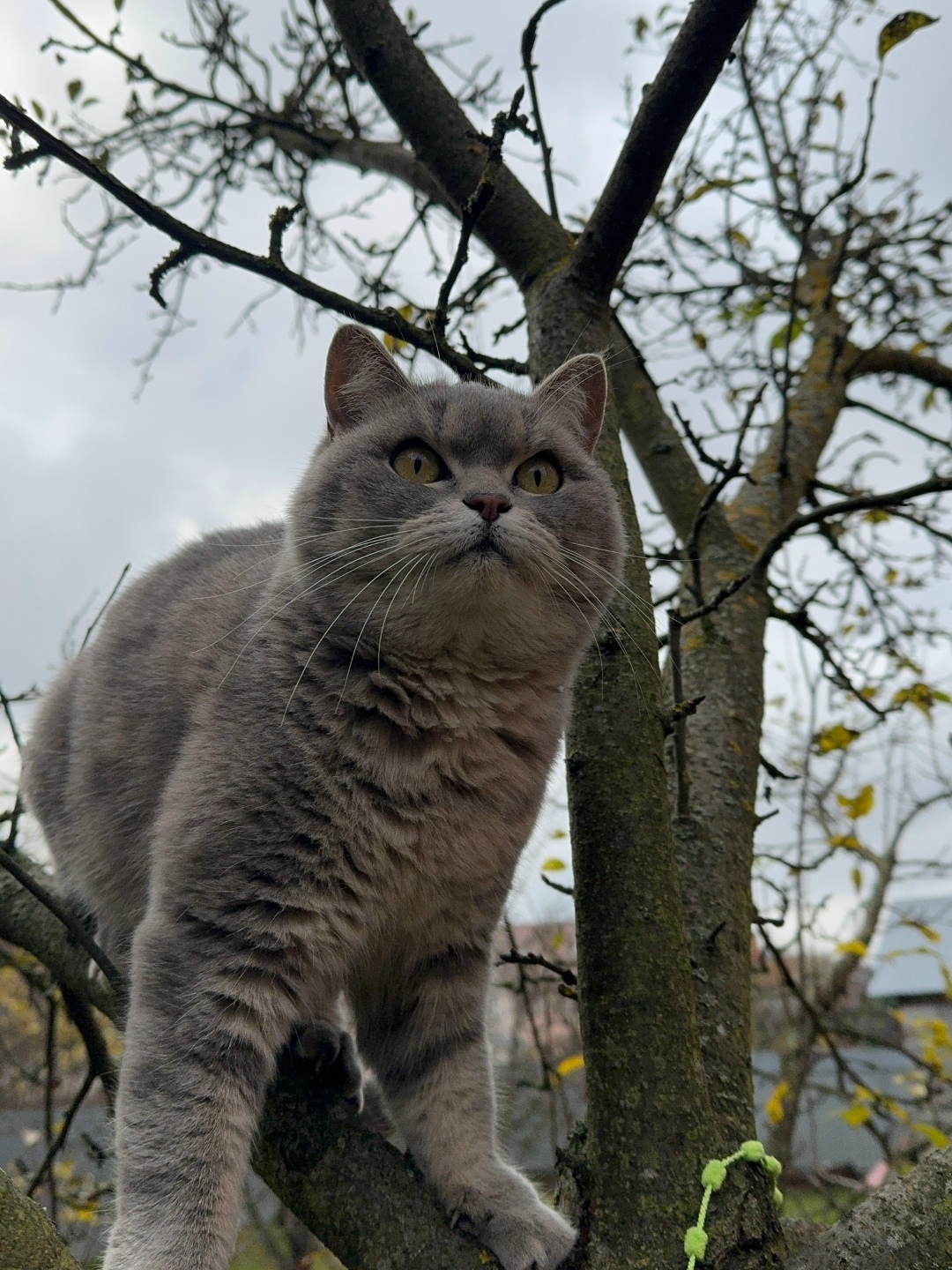 Пропала кошка в Домодедове — фото объявления