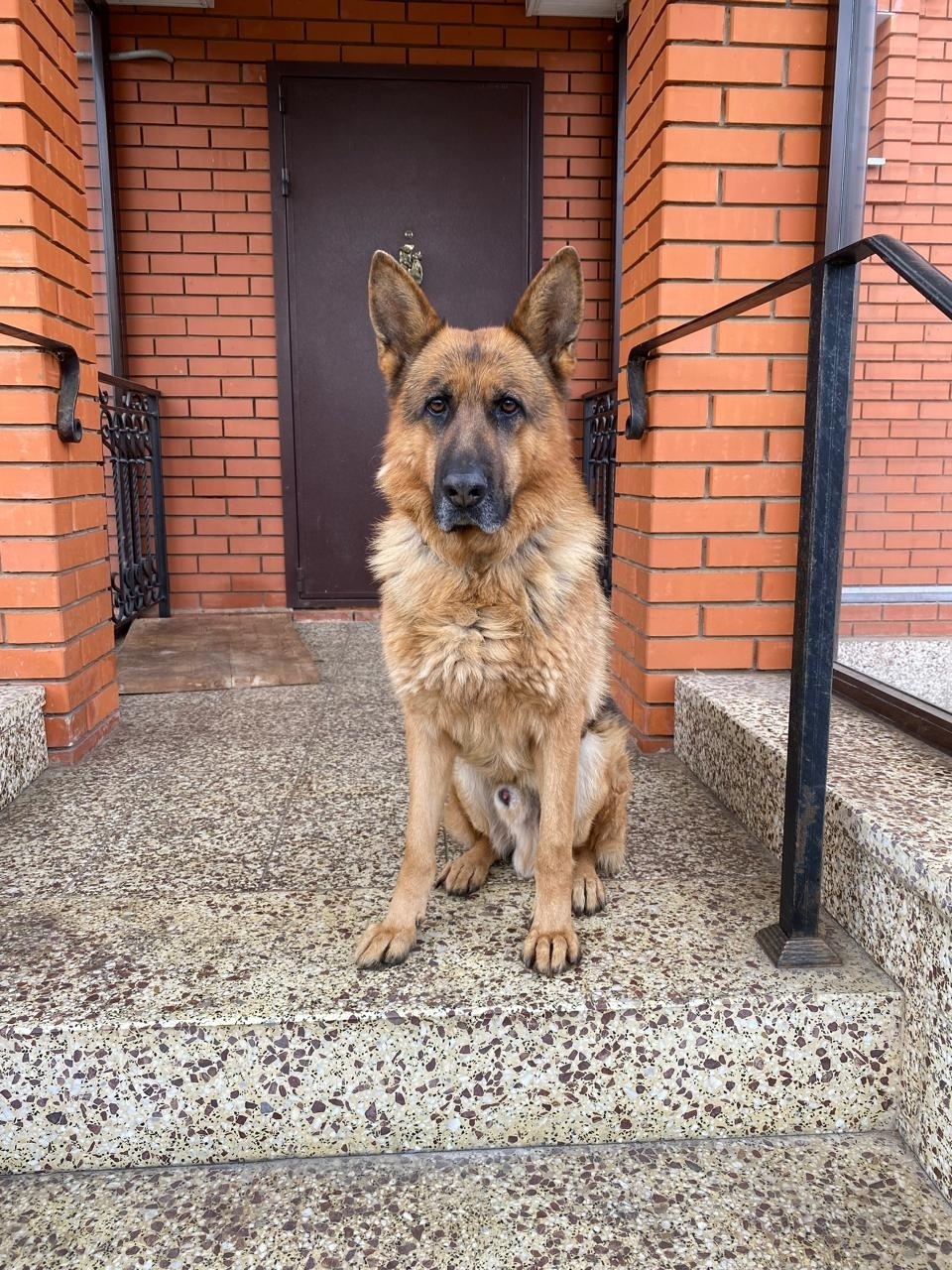 Пропала собака в Домодедове — фото объявления