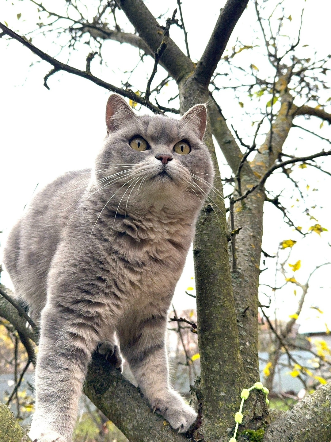 Пропала кошка в Домодедове — фото объявления