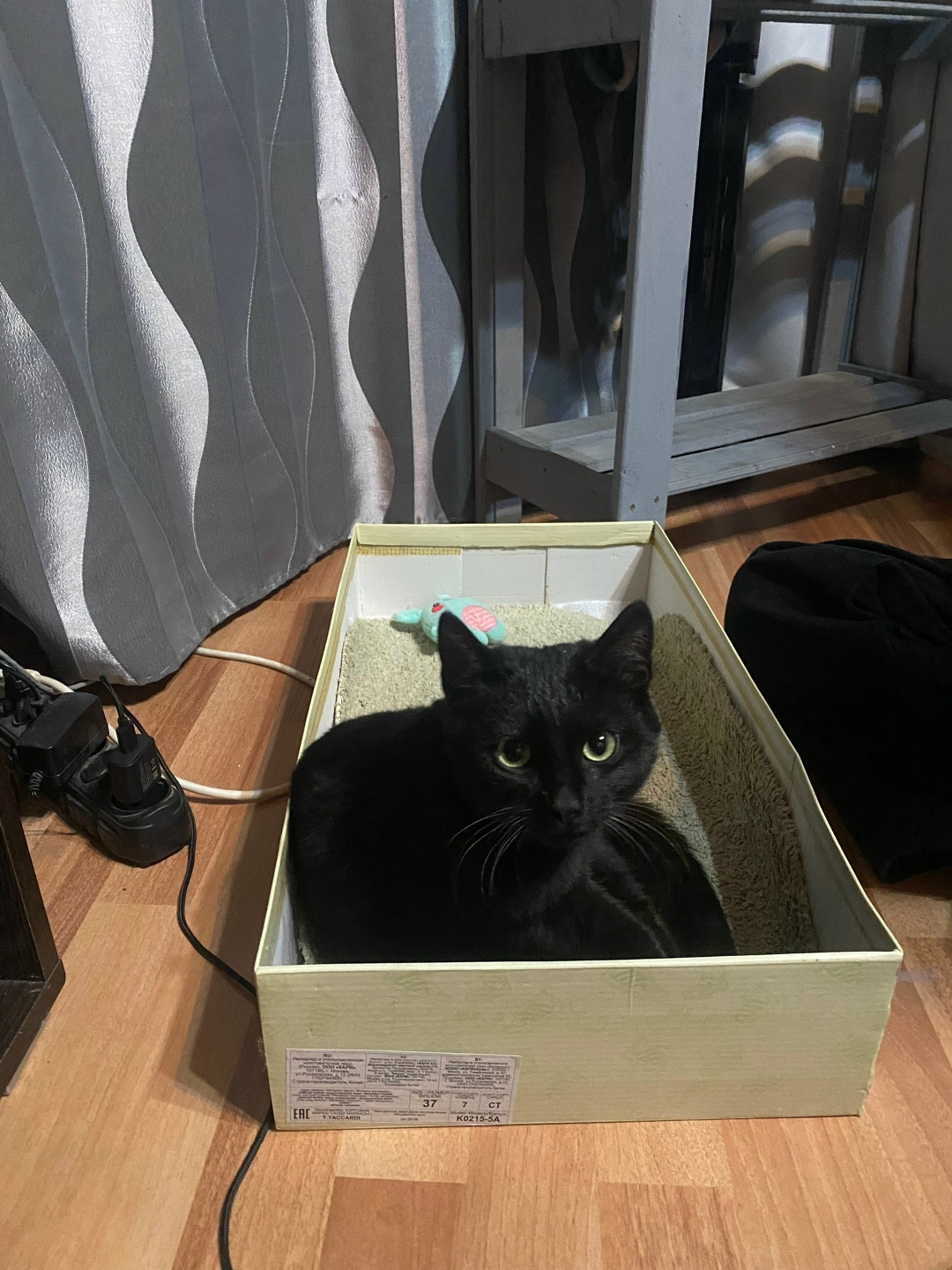 Найдена кошка в Домодедове — фото объявления