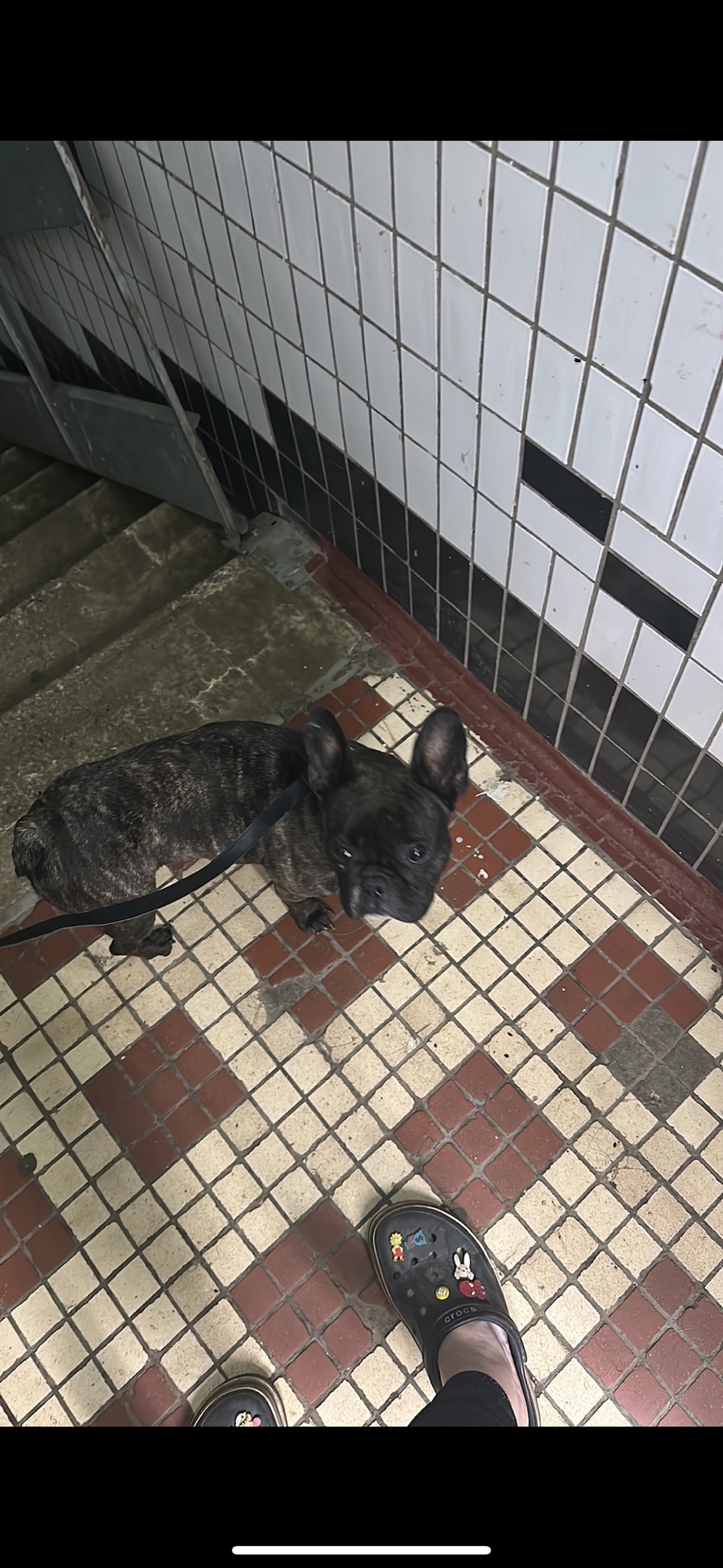 Пропала собака в Домодедове — фото объявления