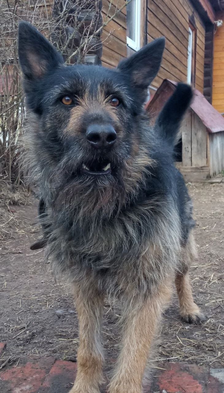 Пропала собака в Серпухове — фото объявления