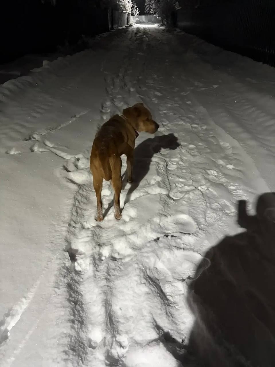 Найдена собака в Серпухове — фото объявления