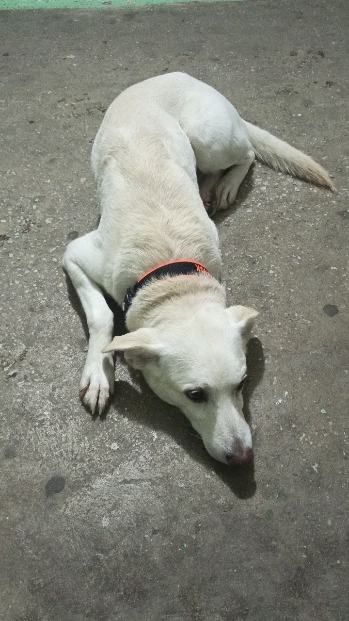 Найдена собака в Серпухове — фото объявления