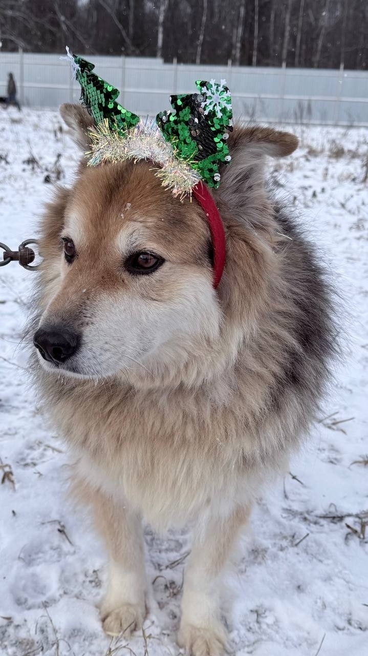 Найдена собака в Серпухове — фото объявления