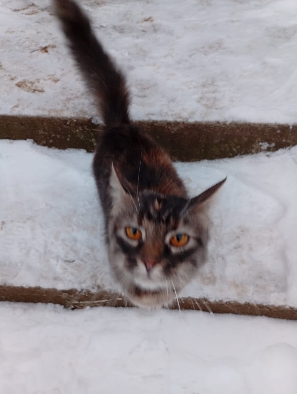 Найдена кошка в Серпухове — фото объявления