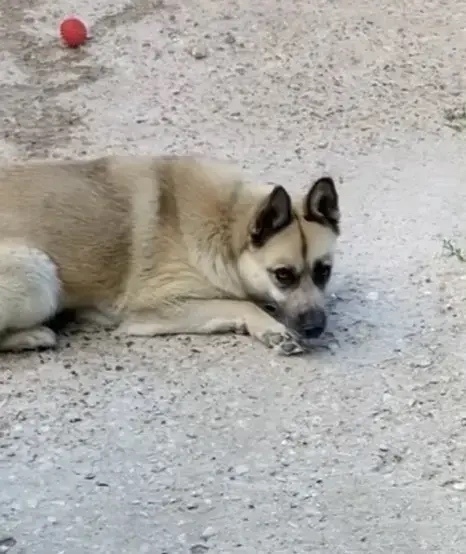 Пропала собака в Серпухове — фото объявления