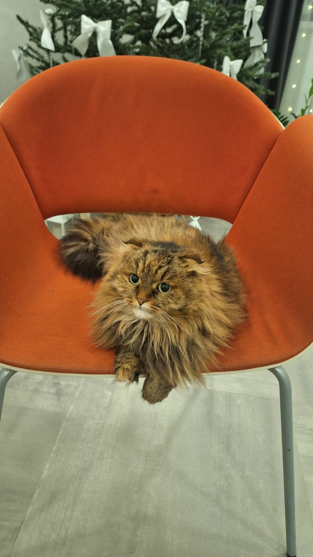 Найдена кошка в Серпухове — фото объявления