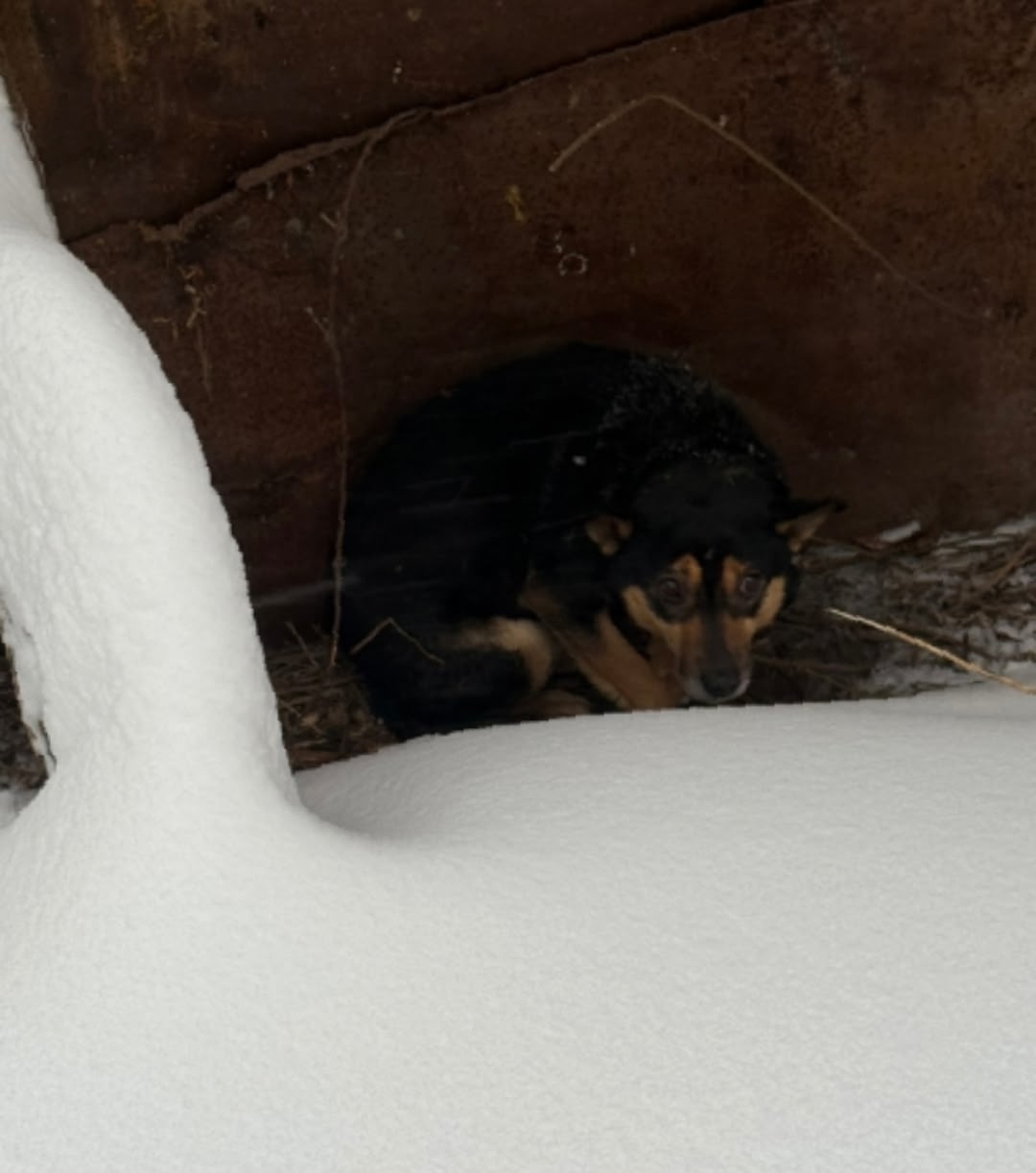 Найдена собака в Серпухове — фото объявления