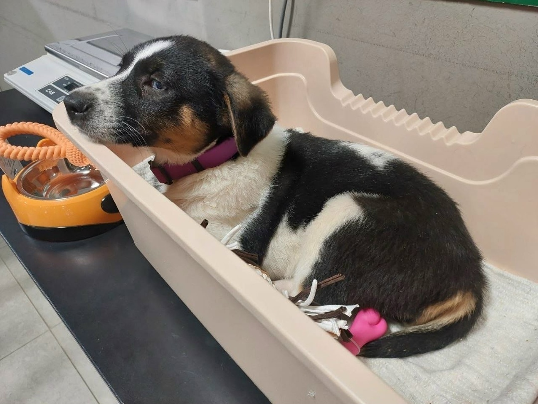 Пропала собака в Серпухове — фото объявления