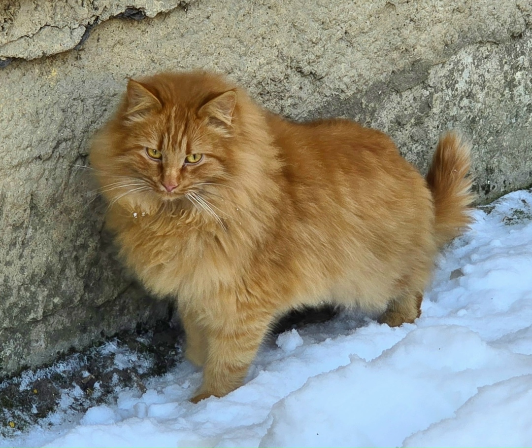 Пропала кошка в Серпухове — фото объявления