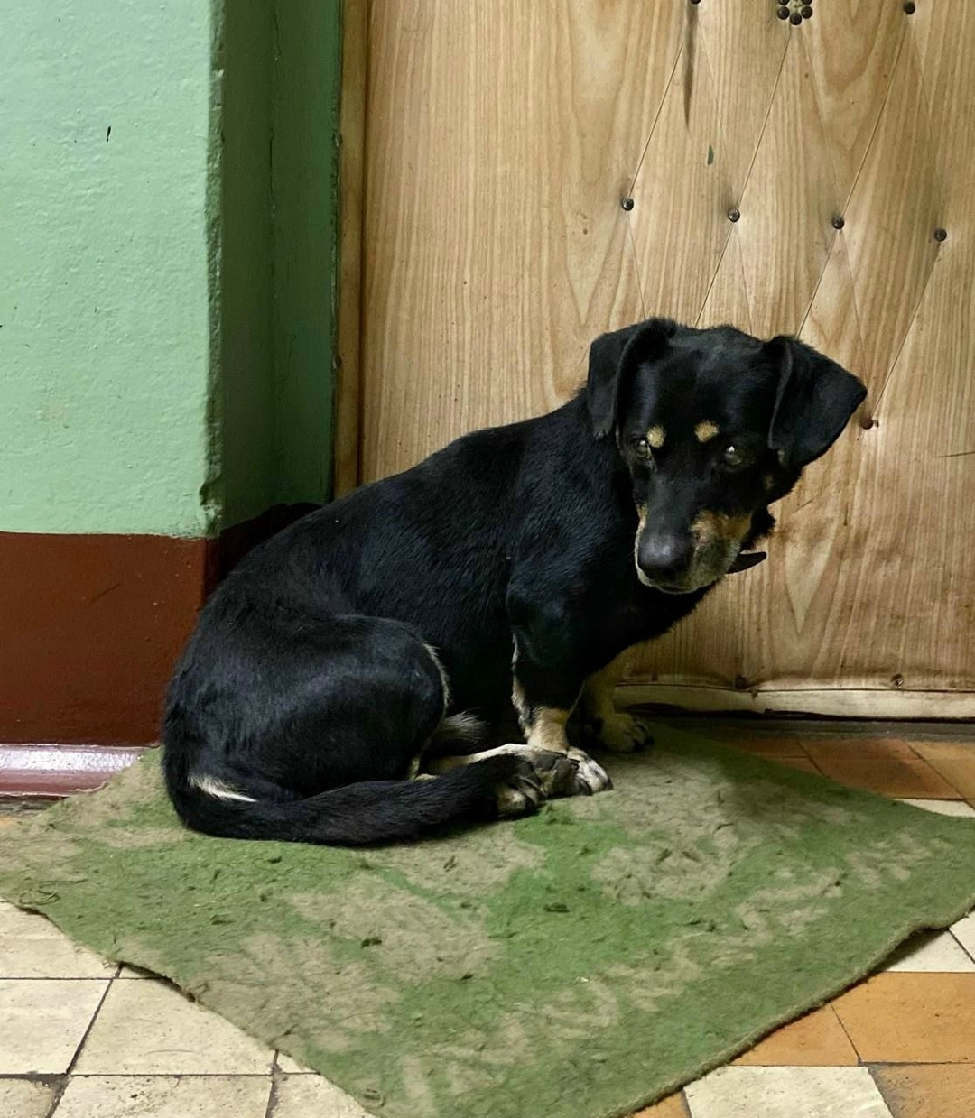 Пропала собака в Серпухове — фото объявления