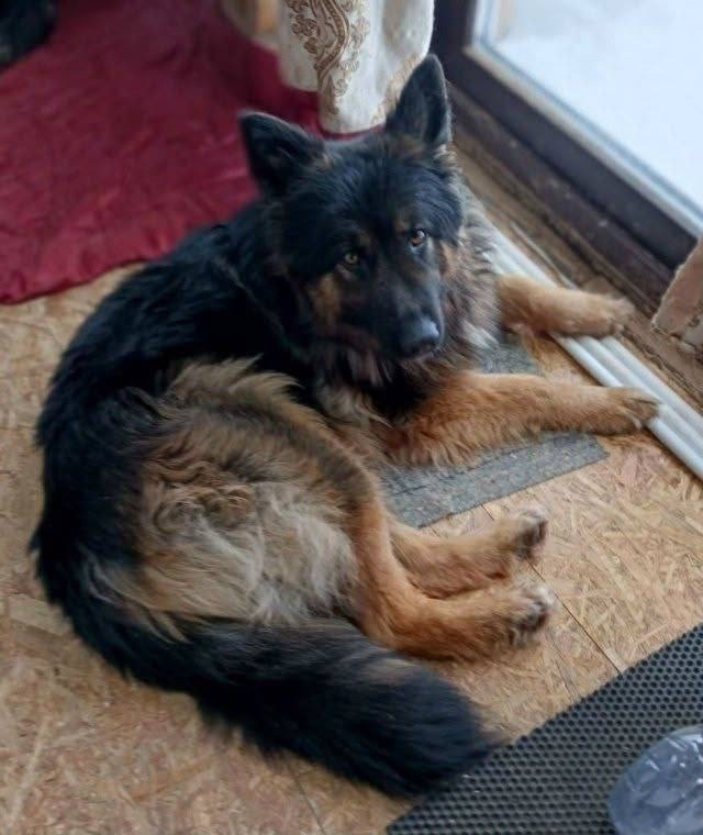 Найдена собака в Серпухове — фото объявления