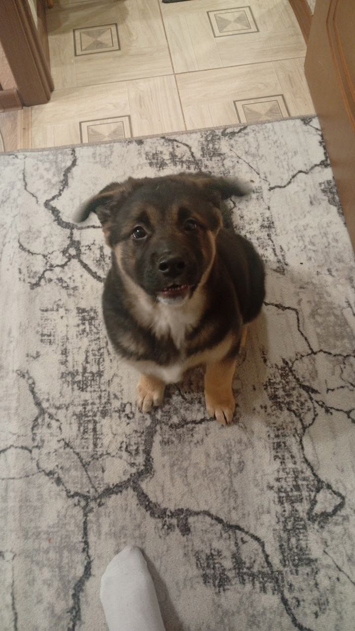 Найдена собака в Серпухове — фото объявления