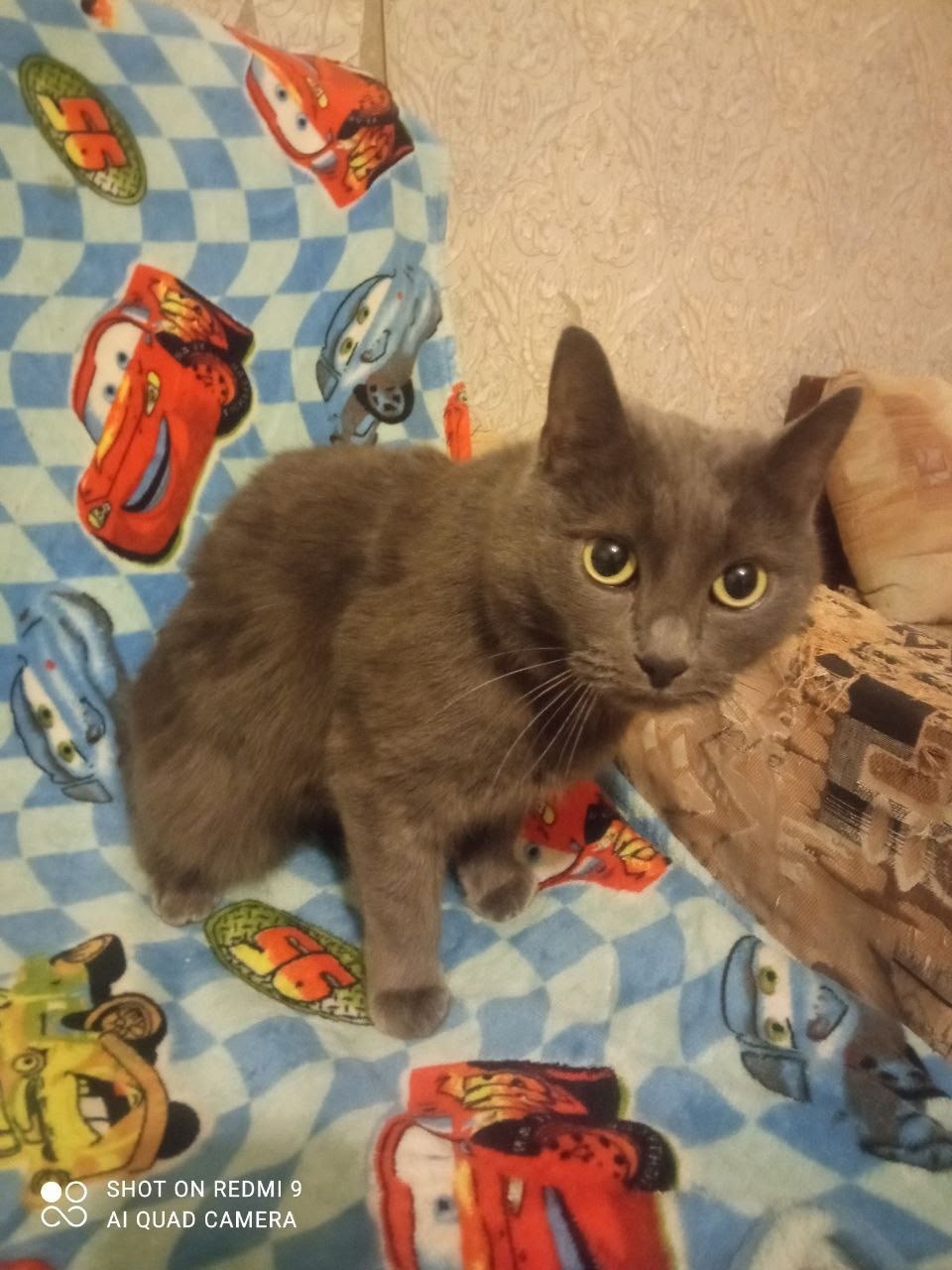 Найдена собака в Серпухове — фото объявления