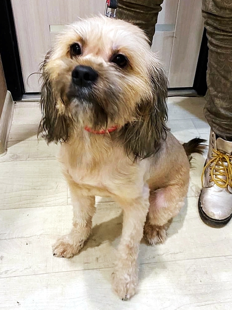 Найдена собака в Серпухове — фото объявления