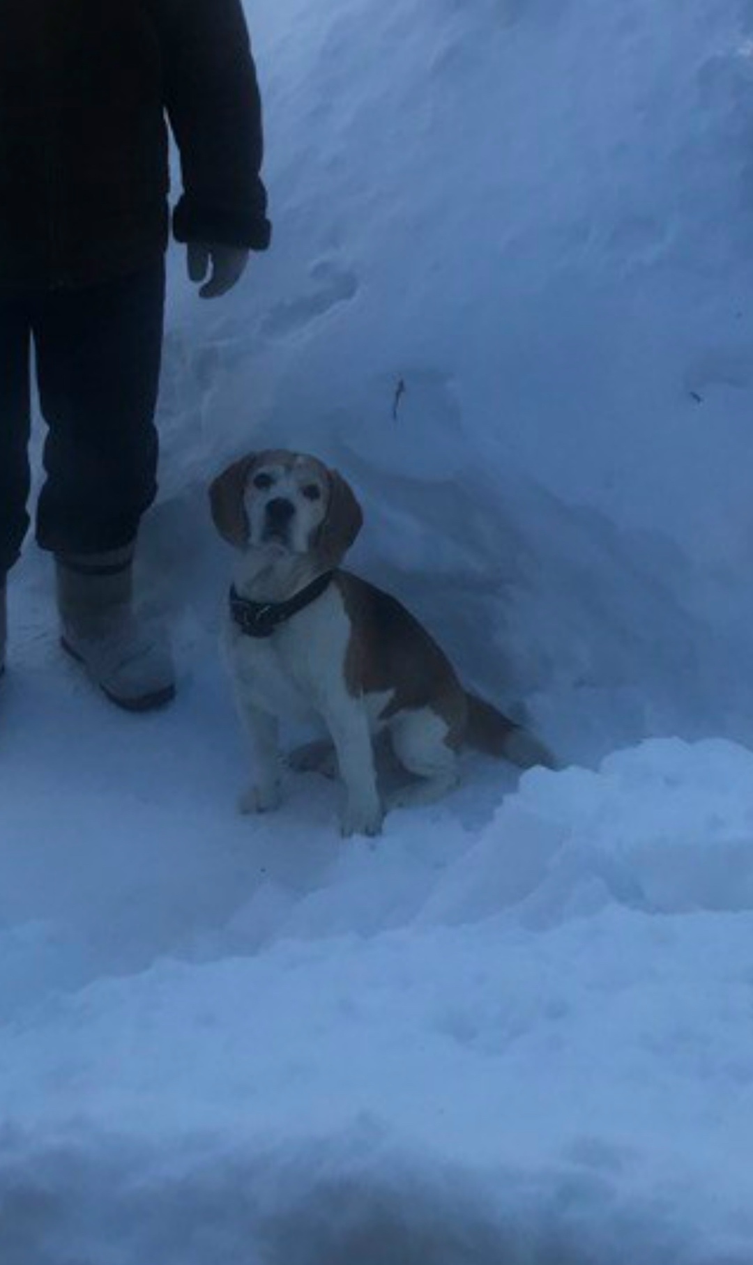 Пропала собака в Серпухове — фото объявления